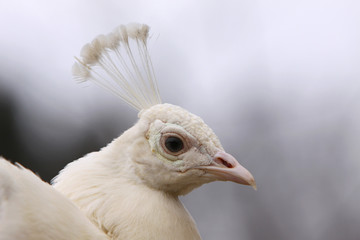 Weisser Pfau