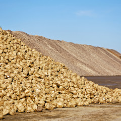 sugar beet