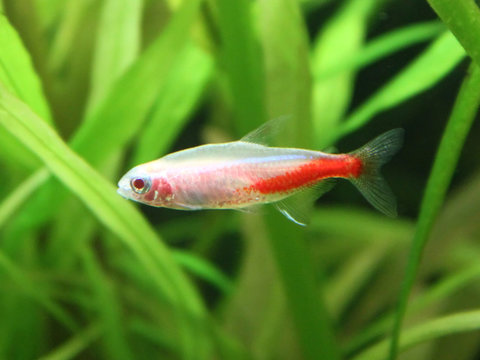 Gold Neon fish