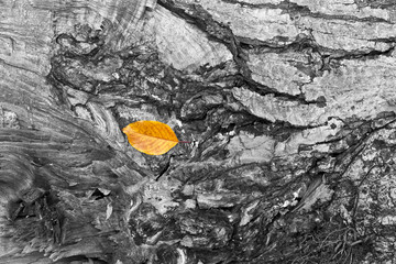 Autumn leaf on bark
