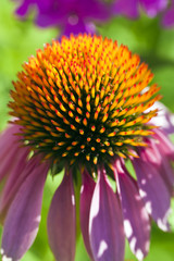 Echinacea flower