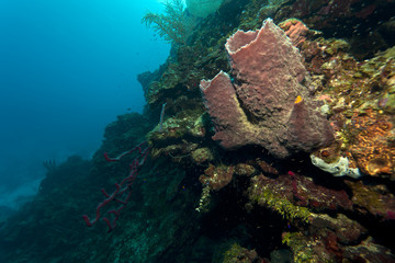 Fototapeta na wymiar Barrel sponge underwater