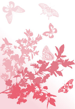 five pink butterflies near sakura