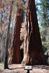 Séquoias géants, Park national Yosemite, Californie