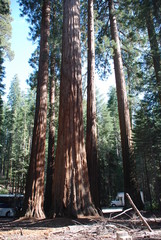 Séquoias géants, Park national Yosemite, Californie