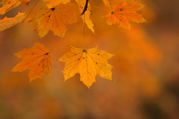 Fototapeta na wymiar Fall Golden Maple Leaf