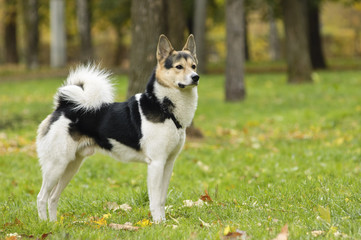 Cute husky in a park in autumn