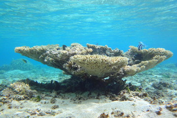 Fototapeta na wymiar Table de corail, La Réunion.