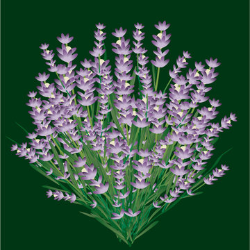 lavanda
