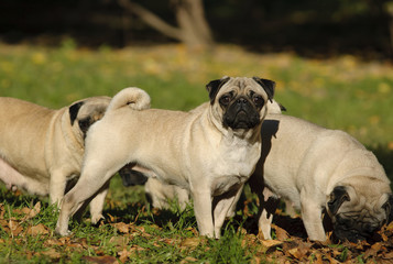 Pug dogs