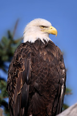 Close up shot of Bald eagle on a tree branch