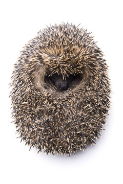 Igelchen