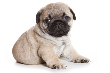Obraz premium Pug puppy on white background