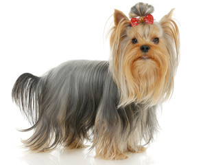 Yorkshire Terrier dog in front of a white background