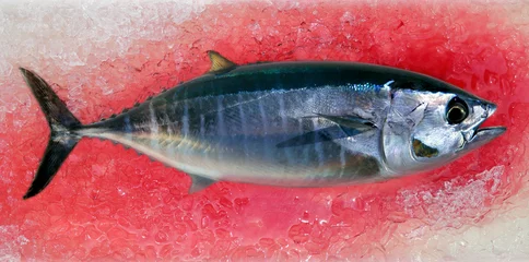 Selbstklebende Fototapeten Bluefin tuna Thunnus thynnus saltwater fish © lunamarina