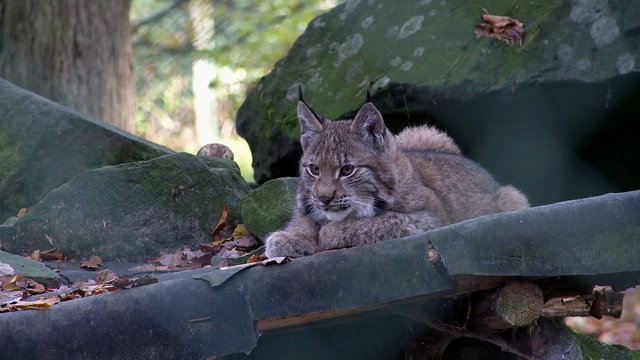 luchs