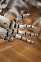 Préhistoire dinosaure museum squelette histoire