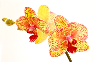 Phalaenopsis - obrazy, fototapety, plakaty