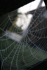 spinnennetz