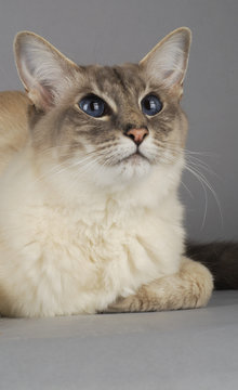 36 Best Blue Tabby Point Images Stock Photos Vectors Adobe Stock