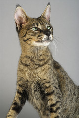 Chat / Race : Savannah / Robe : Brown Spotted