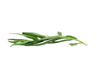 Tarragon or Estragon