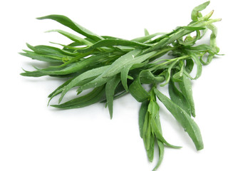Fototapeta premium Tarragon or Estragon