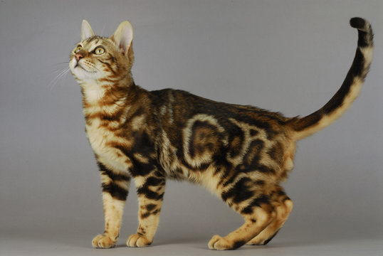 Bengal Cat Marble Images – Browse 582 Stock Photos, Vectors, and Video