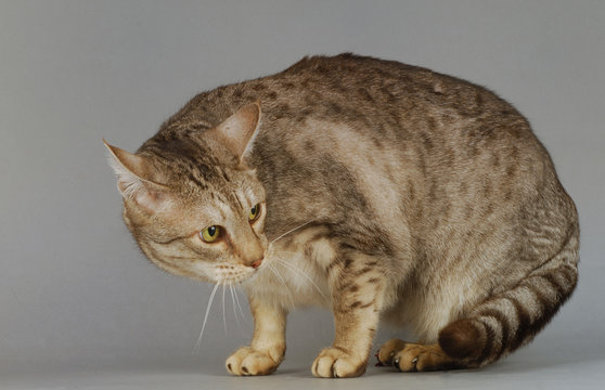 Chat / Race : Ocicat / Robe : Chocolat Spotted Tabby