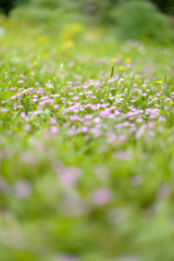 Meadow & flowers