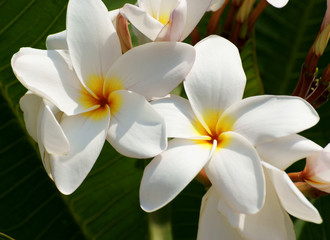 Fototapeta na wymiar biały kwiat