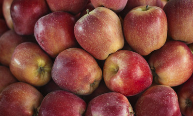 large group of organic red apples