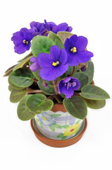 Pot with violet violets