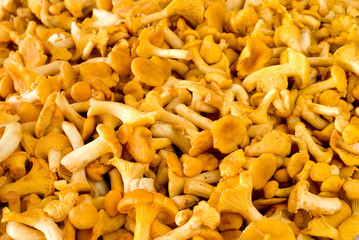 chanterelle mushroom