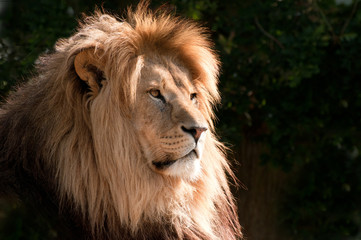 head of a magnifcent lion