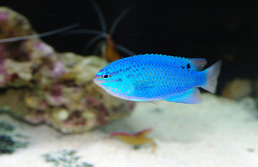 pesce marino blu