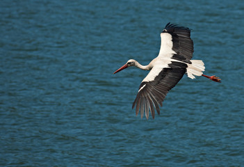 Flying stork on blue water - 27104647