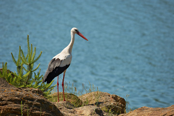 Stork at a lake border