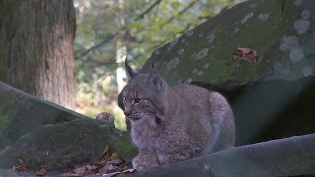 luchs