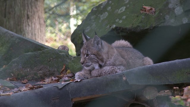 luchs