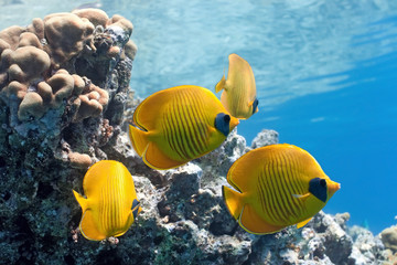 Naklejka na ściany i meble Shoal of butterfly fish on the reef