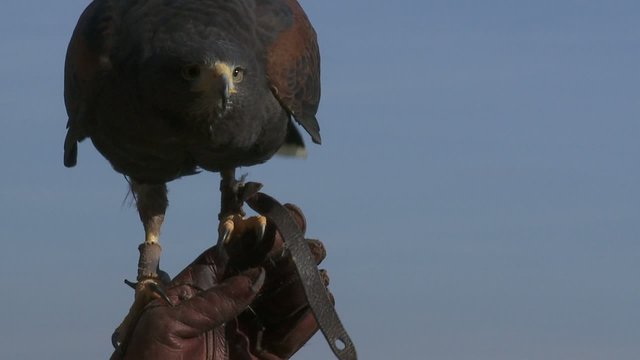 w&uuml;stenbussard