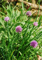 Flowering Chive Plant