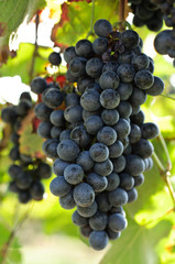 Grappolo di uva nera