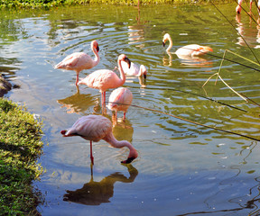 Group of pink flamingos in a pond at a park