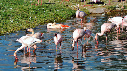 Group of pink flamingos in a pond at a park, panoramic view