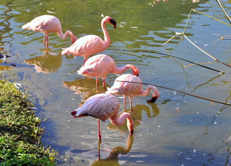 Group of pink flamingos in a pond at a park