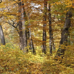 autumn forest landscape