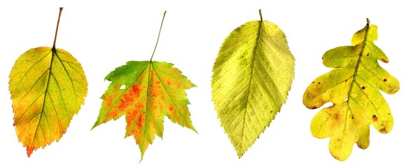 versch. Herbstblätter