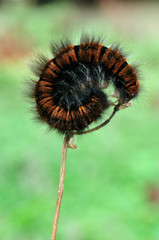 Raupe vom Brombeerspinner